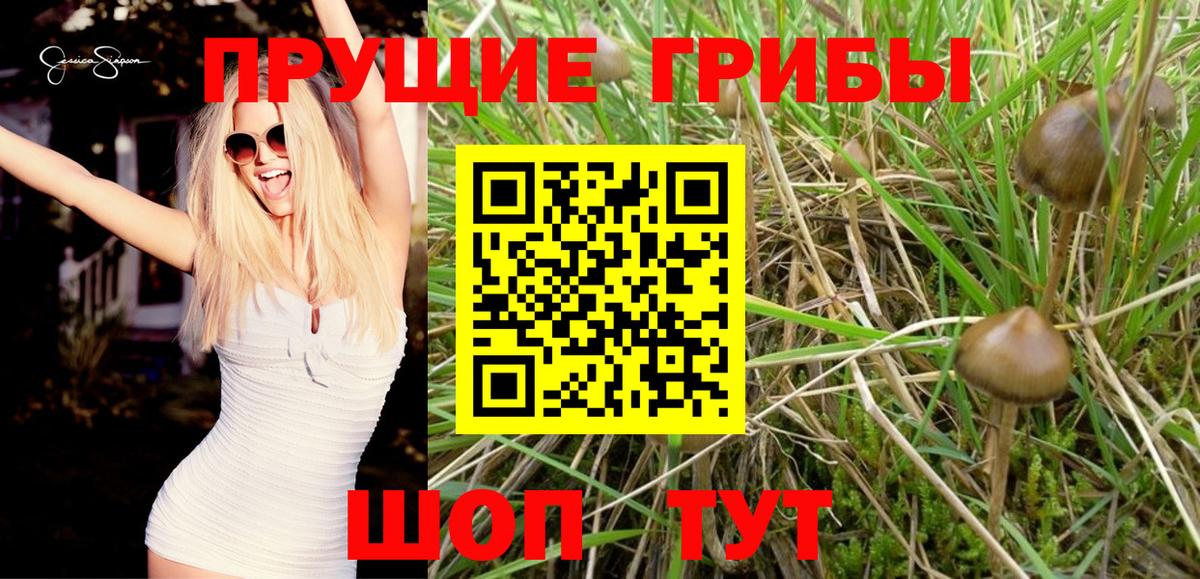 Псилоцибиновые грибы Cubensis Воскресенск